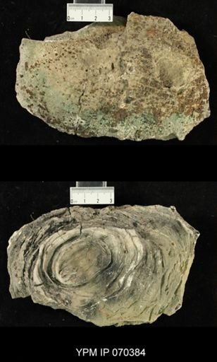 Heliolites nucella