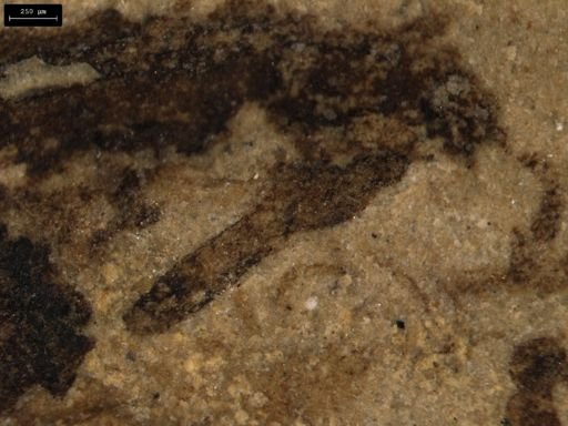 taxon undetermined
