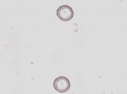 Hydra oligactis