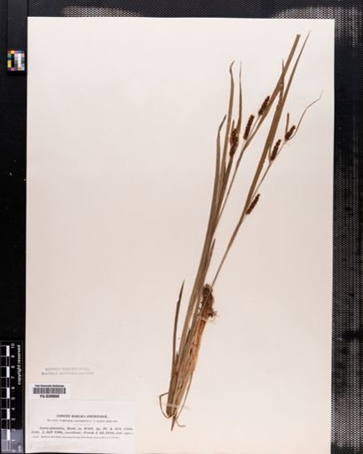 Carex granularis