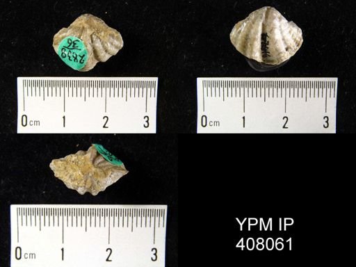 Delthyris perlamellosa