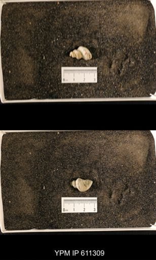 Lophospira oweni
