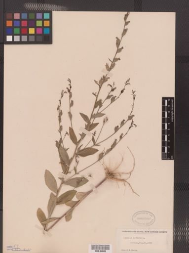 Lobelia inflata