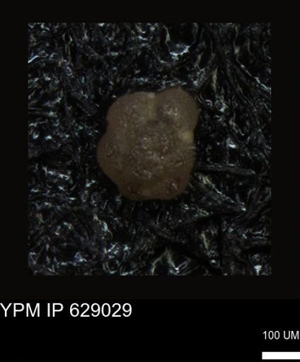 undet. Foraminiferida