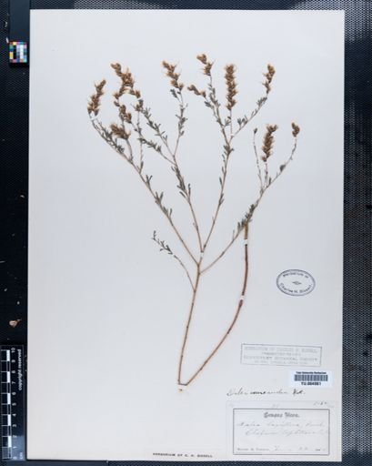 Dalea