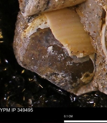 Corbulamella?