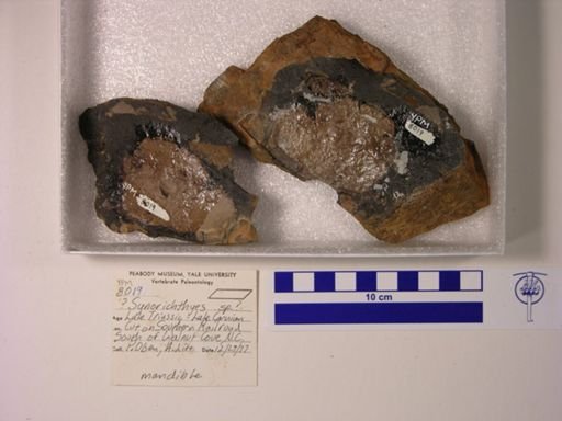 Cionichthys?