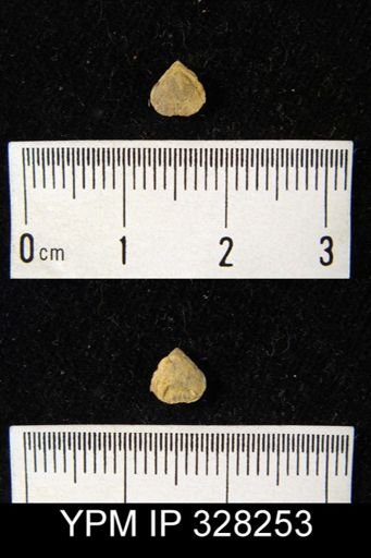 undet. Brachiopoda