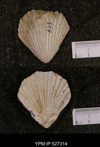 Pecten texana