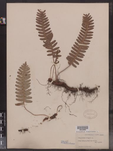 Polypodium vulgare