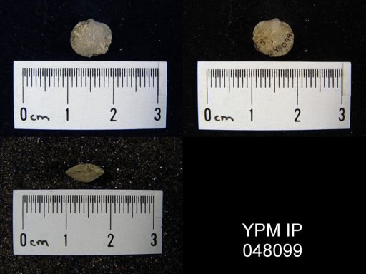 Mendacella cliftonensis