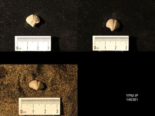 Spirifer cameratus