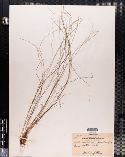 Carex leptalea