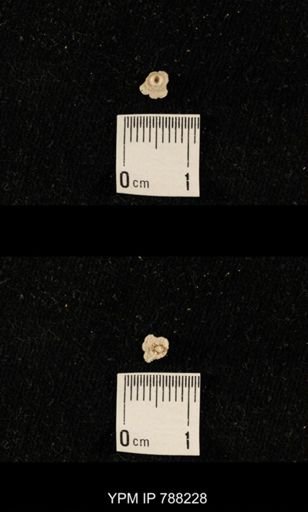 undet. Crinoidea