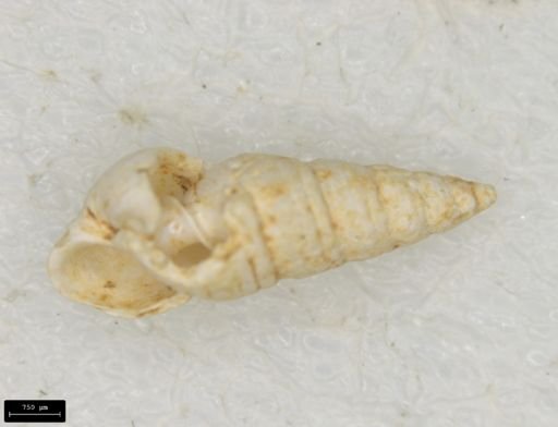 Odostomia trifida
