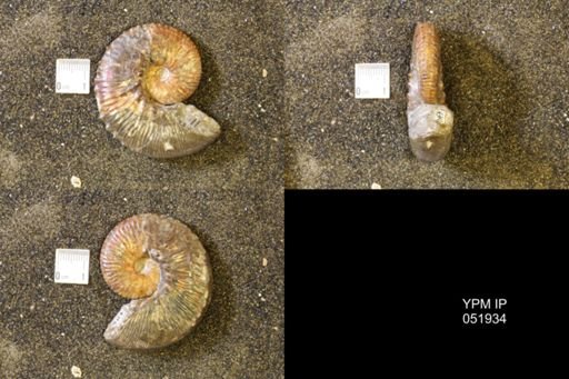 Hoploscaphites comprimus