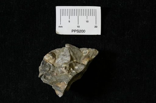 Mollusca
