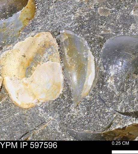 undet. Bivalvia