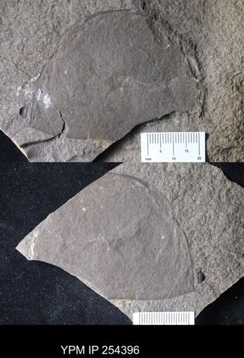 Pterygotidae