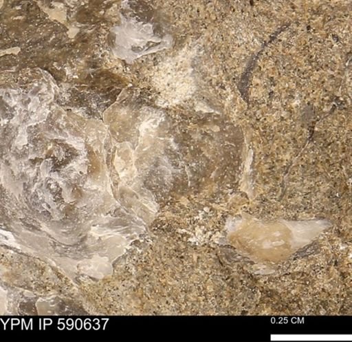 Ostrea translucida?