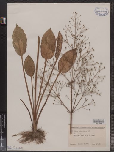 Alisma subcordatum