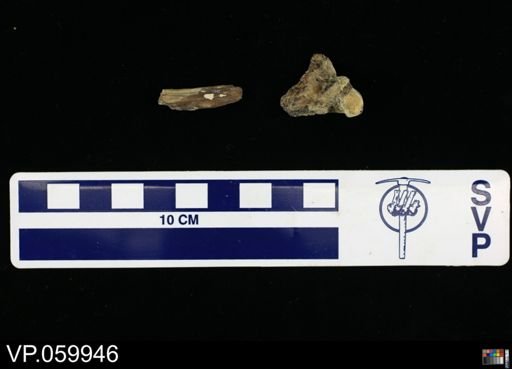 undet. Actinopterygii