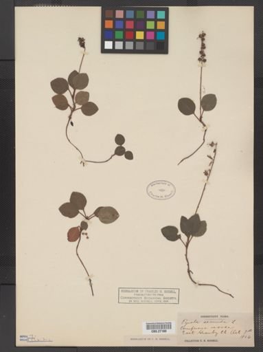 Pyrola secunda