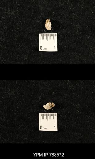 undet. Brachiopoda