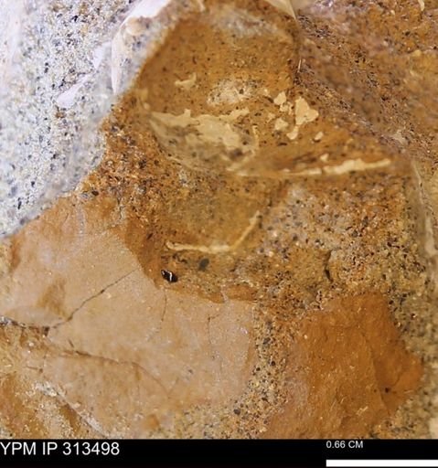 undet. Mollusca