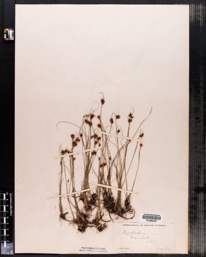 Rhynchospora fusca