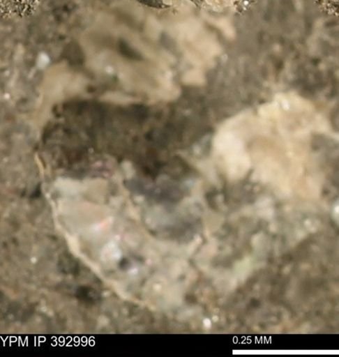 Scaphites sp.