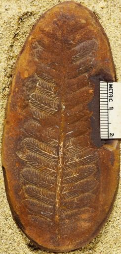 Pecopteris
