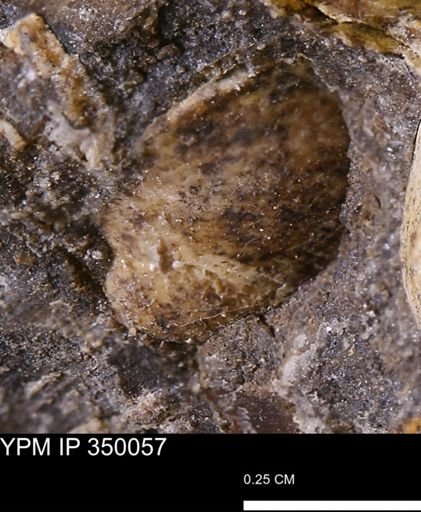 undet. Bivalvia