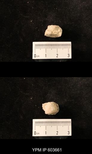 Productus cf. redesdalensis