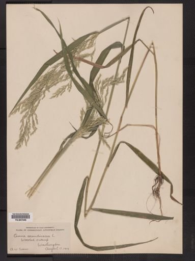 Cinna arundinacea