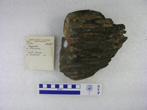 Mammuthus sp.