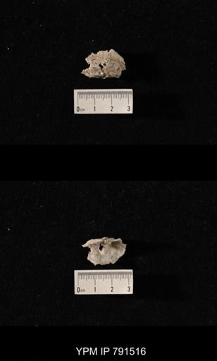 undet. Brachiopoda
