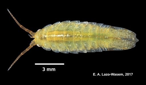 Idotea balthica