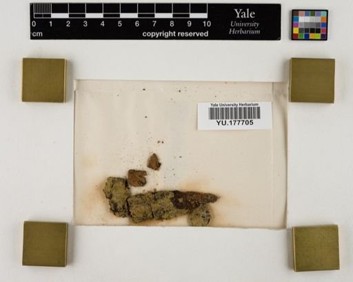 Plantae