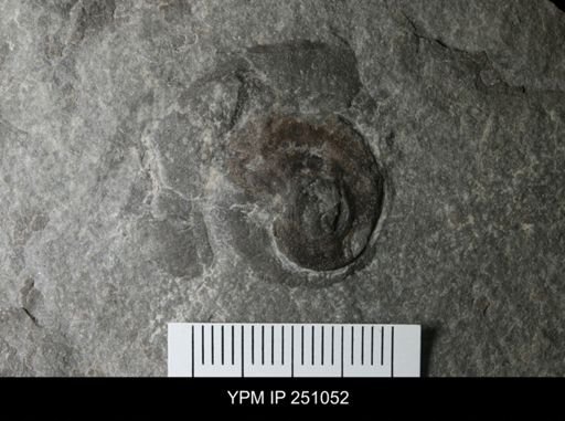 undet. Gastropoda