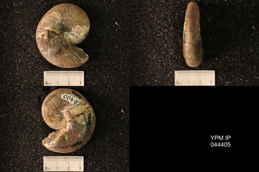 Hoploscaphites nicolletii