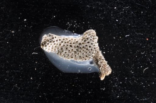 Arctonula arctica