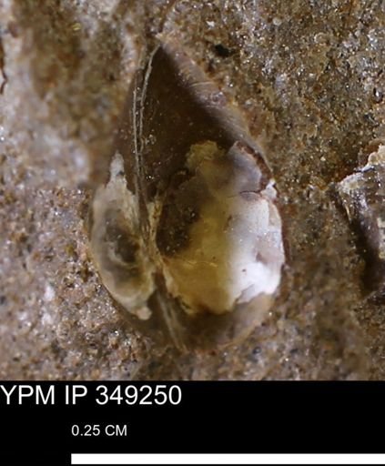 Limopsis striatopunctatus