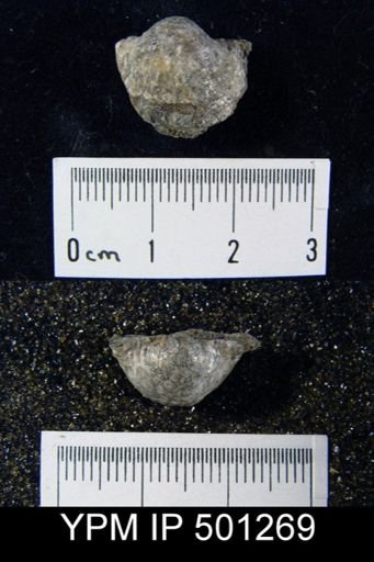 Pustula sp.
