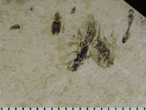 Coleoptera?