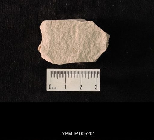Lemmatophora typica quadrimedia