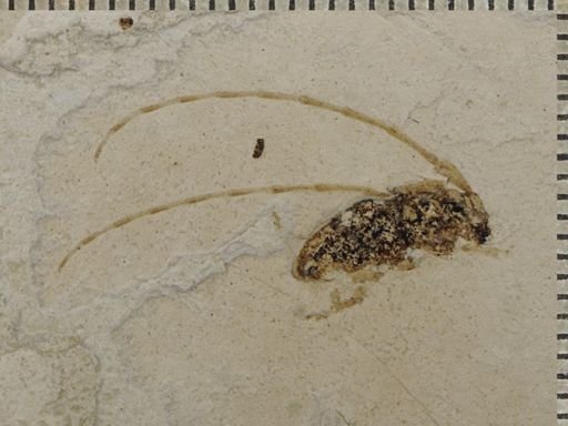 undet. Cerambycidae
