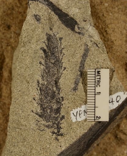 Conago tonsifera