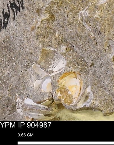undet. Bivalvia