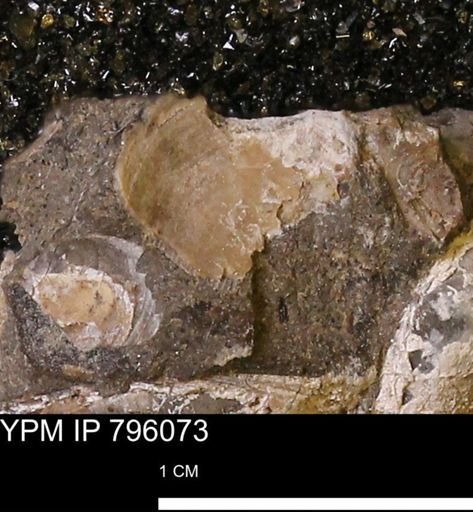 Spisula elliptica
